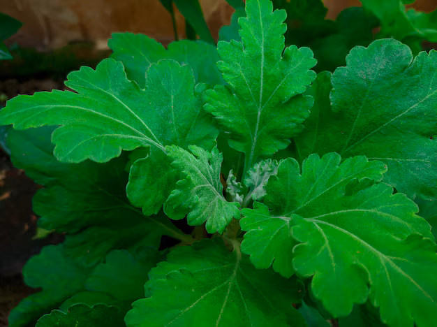 Daun Dewa Segar